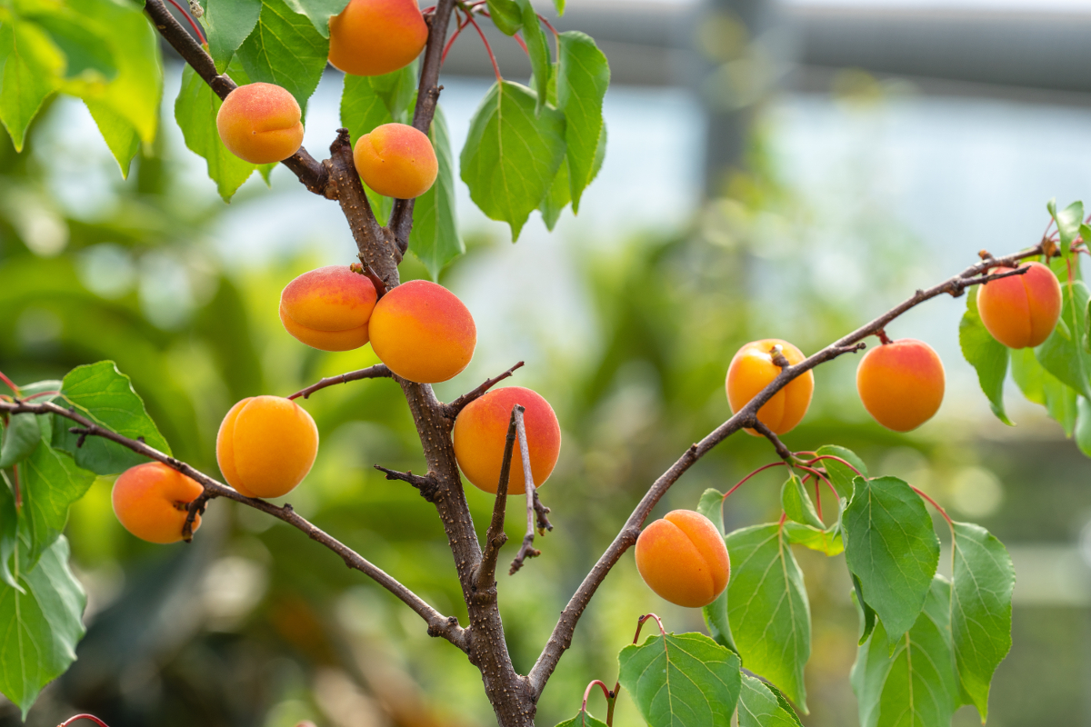 cicatrisants pour arbres fruitiers